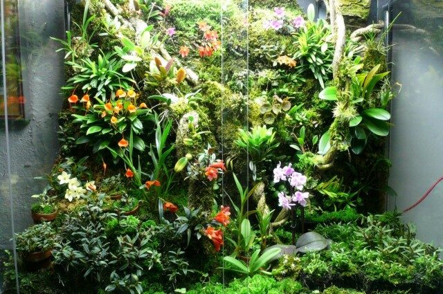 Orchidarium-난초를위한 아늑한 "집"-아름다운 실내 식물