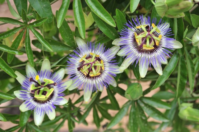 Passionflower-이국적인 liana "모두를위한 것은 아닙니다"-아름다운 실내 식물