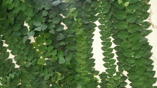 Rafidofora-벽 정원을위한 실내 라이나-아름다운 실내 식물