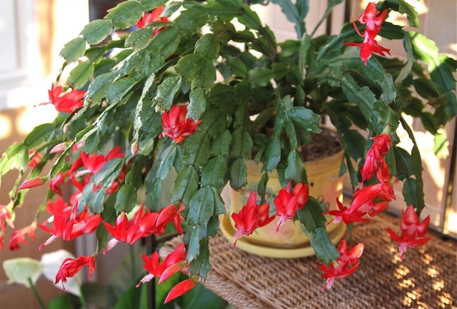 Schlumberger-좋은 오래된 크리스마스 트리 또는 Decembrist-아름다운 실내 식물