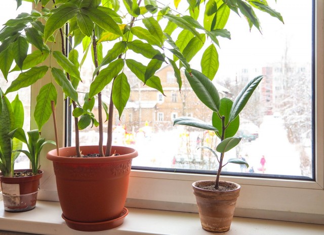 겨울철 실내 식물의 특징-아름다운 실내 식물