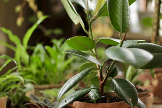 비상 대책 대신 예방-실내 식물 보호 방법