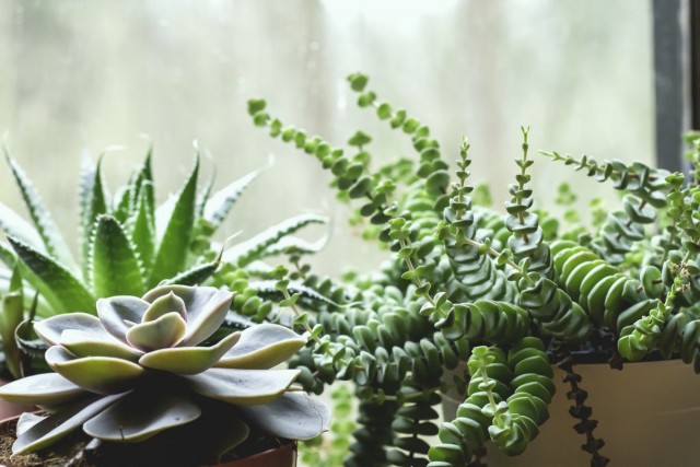 현대적인 인테리어를위한 5 가지 가장 세련된 다육 식물-아름다운 실내 식물