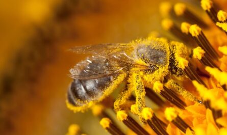 유용한 꿀벌 꽃가루는 무엇입니까?