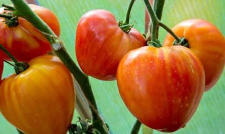 토마토 좋아하는 휴일에 대한 설명 및 설명