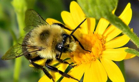 벌과 꽃가루의 차이가 있습니까? 꿀벌 꽃가루 (꽃가루)에 대해