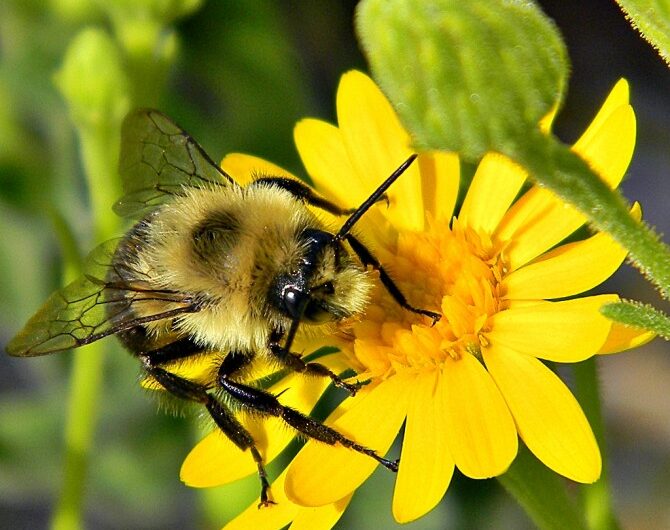 벌과 꽃가루의 차이가 있습니까? 꿀벌 꽃가루 (꽃가루)에 대해