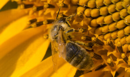 벌과 꽃가루 섭취에 대한 금기 사항