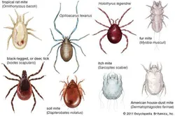 거미 진드기-수경법