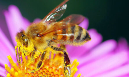 임신과 꿀벌 꽃가루