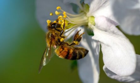 여성용 꿀벌 꽃가루