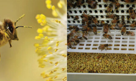 꿀벌의 꽃가루 수집 및 보존
