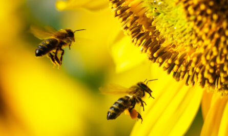 슬리밍 및 꿀벌 꽃가루