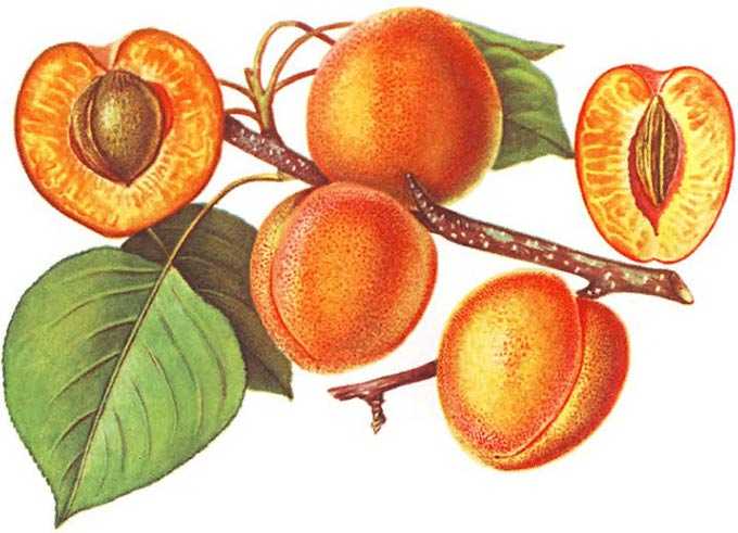 Aprikot sebagai tumbuhan madu -