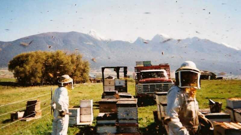Penternakan lebah industri: ciri -