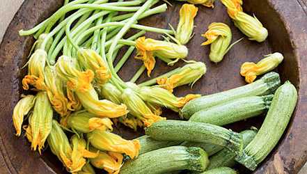 Zucchini, Kalori, faedah dan bahaya, Sifat berguna –
