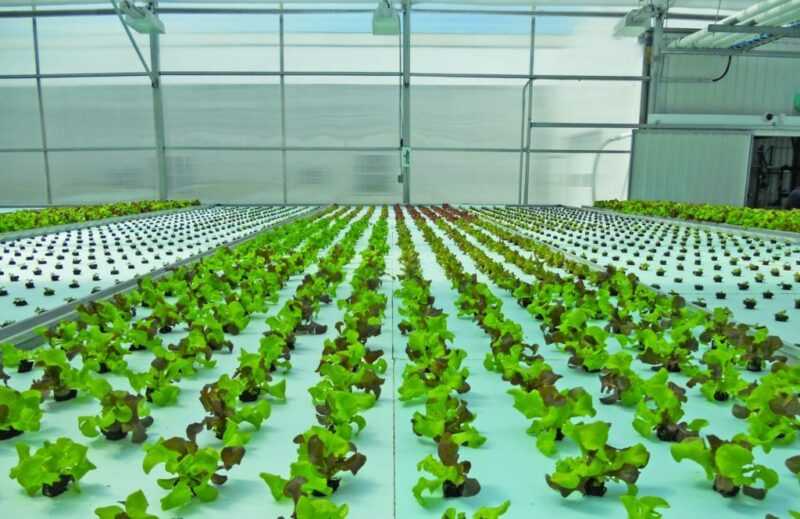 Cara menanam salad hidroponik di rumah -