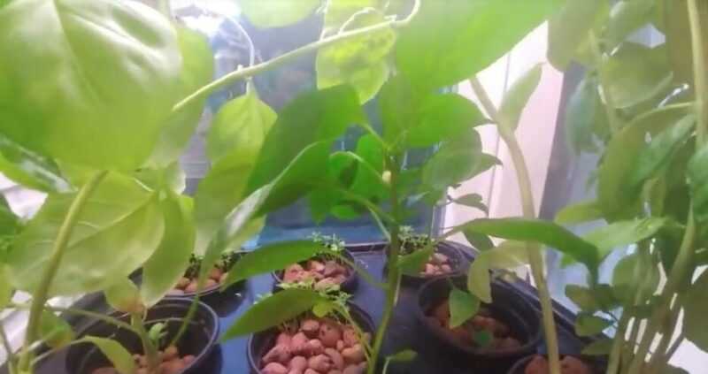Cara menanam arugula secara hidroponik di rumah. -