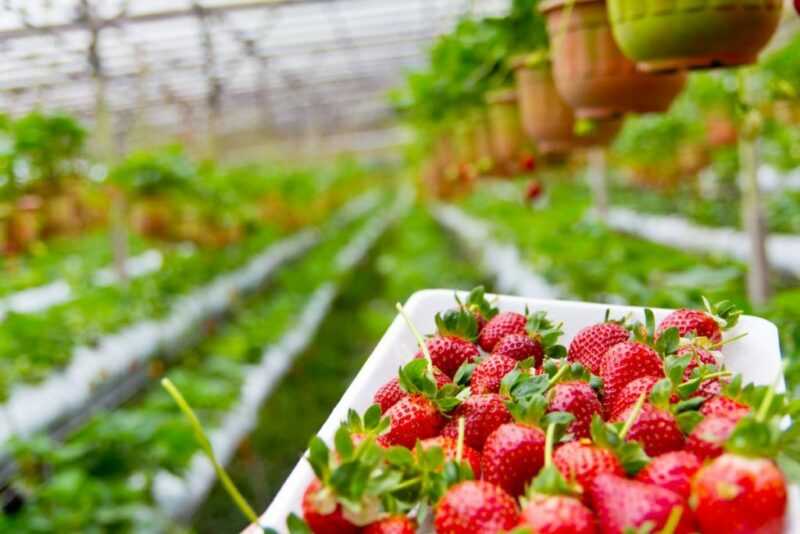 Cara membuat penyelesaian hidroponik untuk menanam strawberi. -