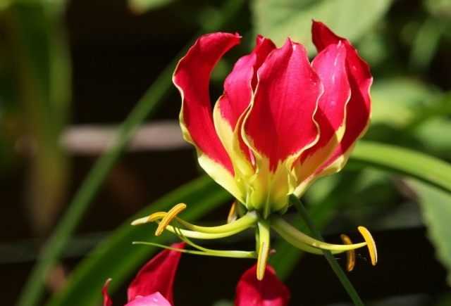 Bunga Gloriosa «bunglon» - penjagaan -