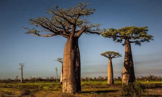 Gergasi Savannah - Baobab - Penjagaan -