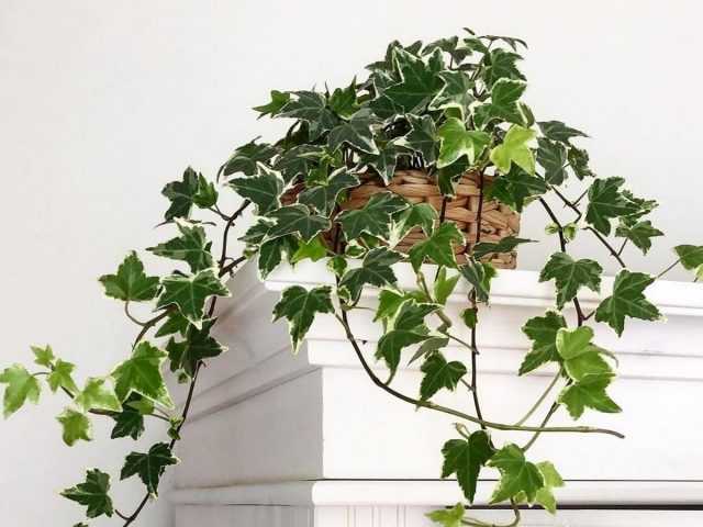 Ivy dalaman - berkebun menegak klasik premis