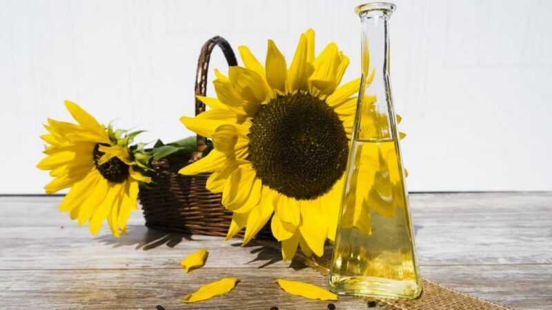 Minyak bunga matahari, Kalori, faedah dan bahaya, Sifat berguna -