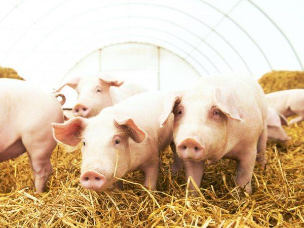 Organisasi rancangan perniagaan ladang babi mini –