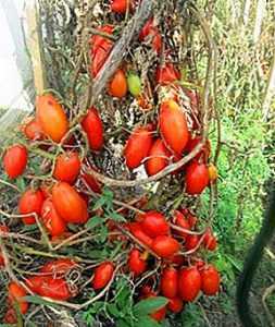 Ciri tomato Niagara -