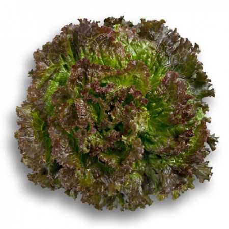 Ciri-ciri salad ruby ​​-