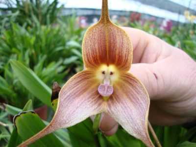Ciri-ciri orkid Dracula (muncung monyet) -