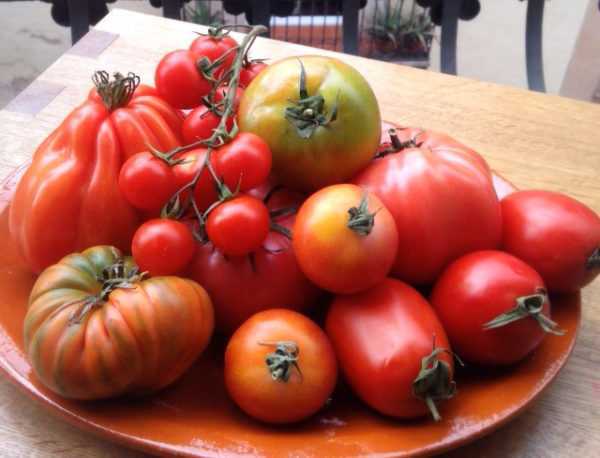 Ciri-ciri varieti daging tomato -