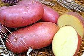 Ciri-ciri varieti kentang Irbitsky –