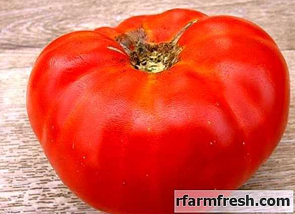 Ciri-ciri pelbagai tomato kejutan Andreevsky -