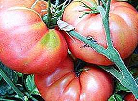 Ciri-ciri pelbagai tomato Mikado Pink -