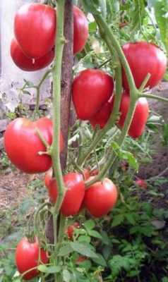 Ciri-ciri pelbagai tomato Milagro merah jambu -