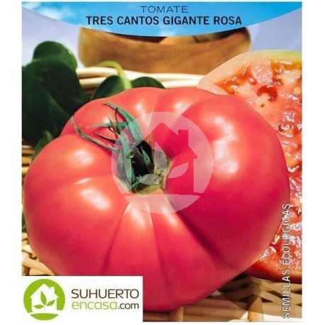 Ciri-ciri varieti tomato Lada raksasa -