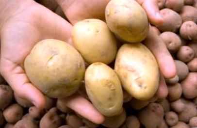 Ciri-ciri kentang Arosa -