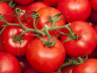 Ciri-ciri varieti tomato Belle f1 -
