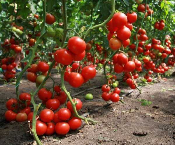 Ciri-ciri varieti tomato Eagle Heart -