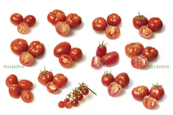 Ciri-ciri jenis tomato Jepun -