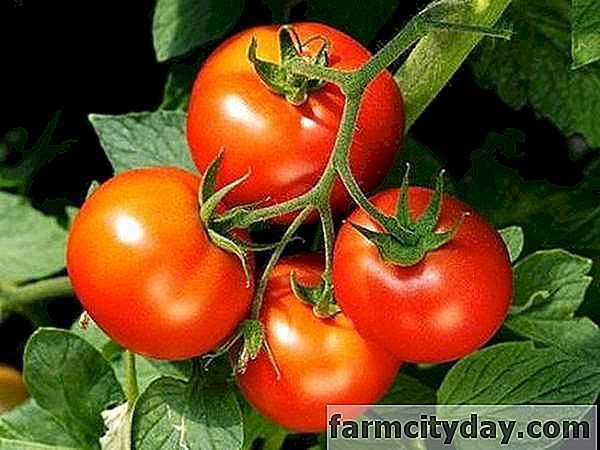 Ciri-ciri kultivar tomato Dachnik -