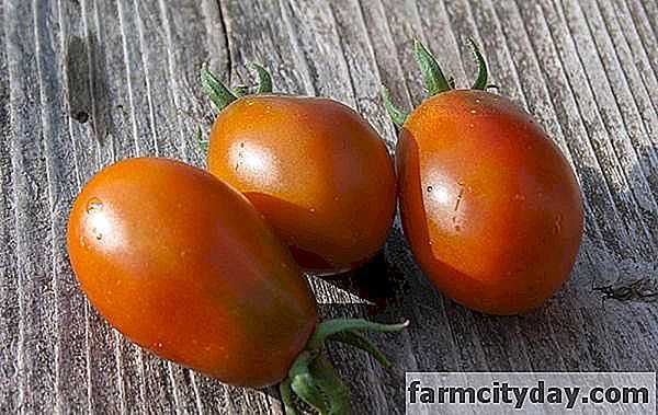 Ciri-ciri tomato Black Moor -