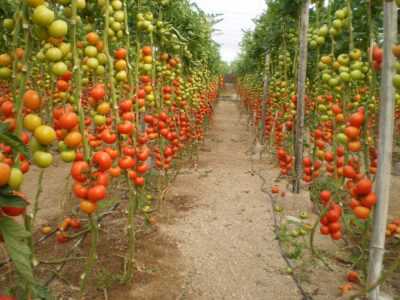 Ciri-ciri tomato Cherry Ira f1 -