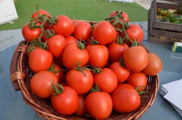 Ciri-ciri tomato ulang alik. -