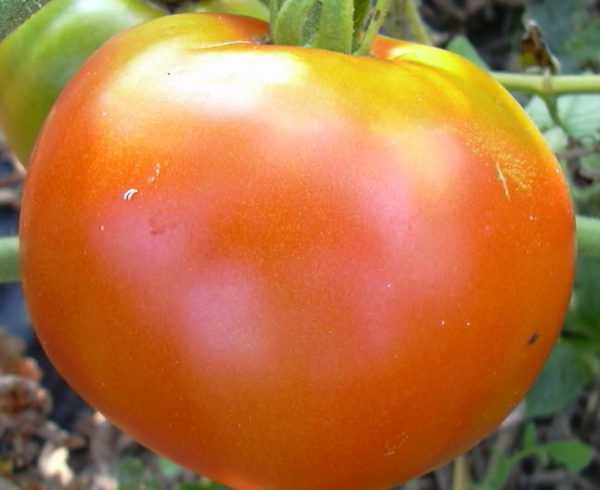 Ciri-ciri tomato Miracle Market -