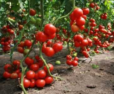 Ciri-ciri tomato Tarpan -
