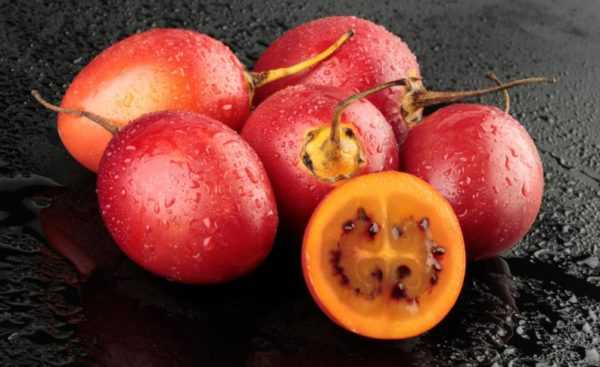 Ciri-ciri tomato varieti Nepas -