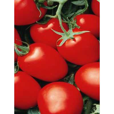 Ciri tomato Rio Grande -