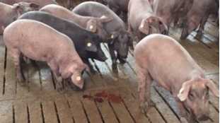 Punca disentri pada babi dan kaedah rawatan. –